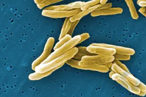 Bakteriyalar haqida qisqacha ma'lumot: Bakteriyalar va ularning guruhlari haqida bilib oling