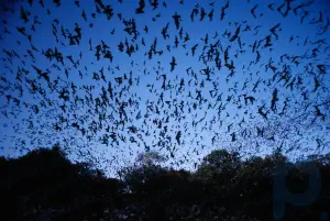 Resumen del murciélago: Conozca las características generales y hábitos alimentarios de los murciélagos: