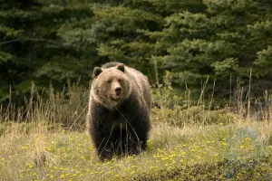 Resumen del oso: Aprende sobre la historia natural de los osos:
