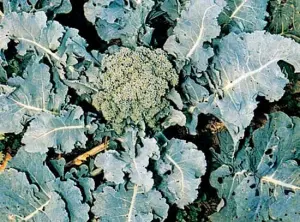 Brassicales summary: Know about the characteristics and classification of the plants of Brassicales