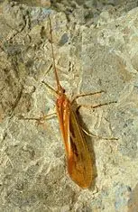 Caddis fly summary: Learn about the characteristics of caddis flies and their importance to freshwater ecosystems