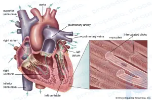 Краткое описание сердечно-сосудистой системы: Понимание анатомии и функций сердечно-сосудистой системы человека: