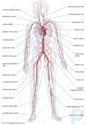 Circulatory system summary: Learn about the anatomy and the function of the human circulatory system