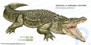 Crocodile summary: Know about the physical characteristics, diet, and habitat of crocodiles