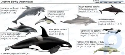 Zusammenfassung der Delfine