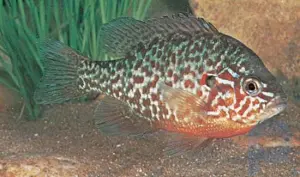 Fish summary: Learn about the species and structure of fish