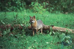 Fox haqida xulosa: Tulkilar va ularning xususiyatlari haqida bilib oling