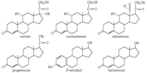 Hormone summary: Learn about hormones and their functions