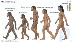Resumen de la evolución humana: Descubren evidencia fósil sobre la evolución humana