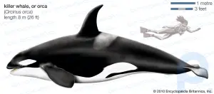 Killer whale summary: Examine the characteristic and eating habits of killer whales