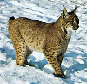 Lynx summary: Know about the distribution and general characteristics of lynx