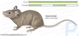Mouse summary: Discover the general characteristics of mice