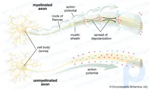 Краткое описание нервной системы: Узнайте о строении и функциях нервной системы: