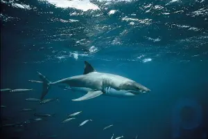 Краткое описание большой белой акулы: Узнайте о диете и строении тела большой белой акулы: