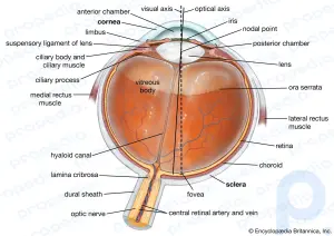 Resumen del ojo humano: Aprende sobre el ojo humano, su estructura y trastornos: