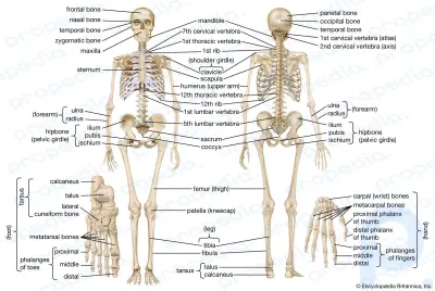 人間の骨格の概要。人間の骨格の構造と、体のサポート、保護、動きにおけるその役割について学びます。