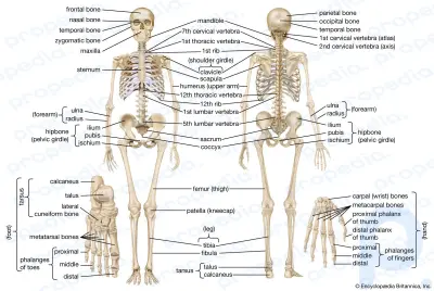 Inson skeleti haqida qisqacha ma'lumot: Inson skeletining tuzilishi va uning tanani qo'llab-quvvatlash, himoya qilish va harakatlanishidagi roli haqida bilib oling