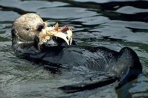 Otter summary: Discover the characteristics and habits of otters