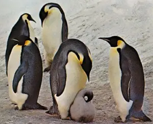 Resumen de pingüinos: Aprende sobre el hábitat y las características físicas de los pingüinos: