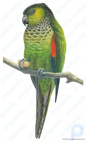 Psittaciform summary: Learn about the distribution, classification, and characteristics of parrots and other psittaciform birds