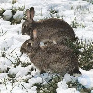 Rabbit summary: Learn about the general characteristics and species of rabbits