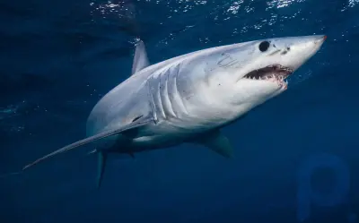 Resumen de tiburones: Aprende sobre la apariencia física de los tiburones: