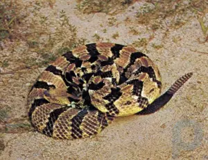 Snake summary: Discover the physical features of snakes