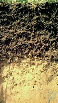 Soil summary: Learn about the formation and composition of soil