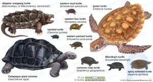 Краткое содержание черепахи: Откройте для себя среду обитания, рацион и характеристики черепах: