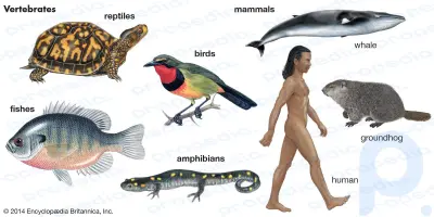 Resumen de vertebrados: Aprende sobre la anatomía de los vertebrados: