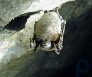 White nose syndrome summary: Explore the cause and symptoms of white nose syndrome, a disease of hibernating bats, and its spread in North America
