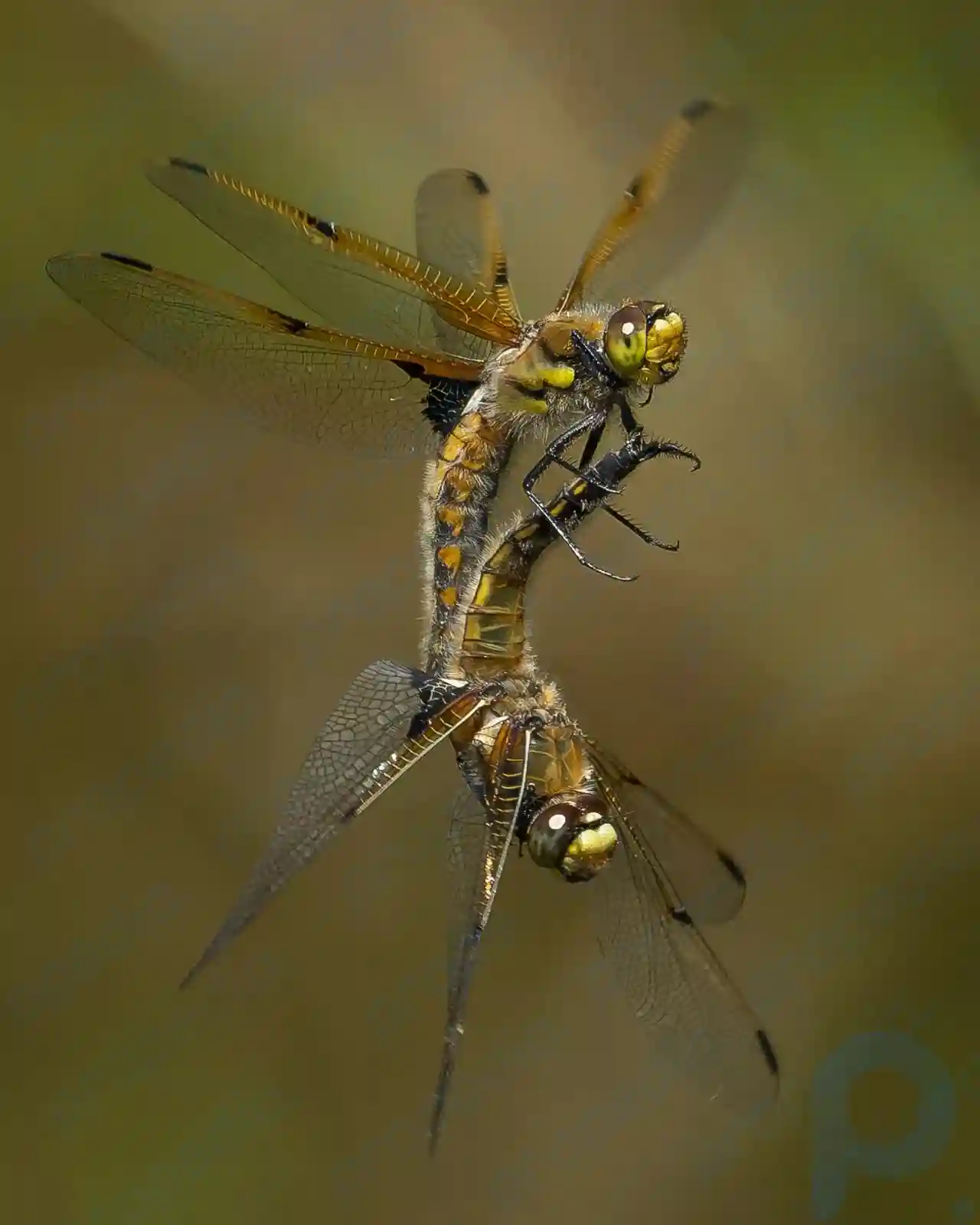 34 mejores fotografías macro de 2024 según el fotógrafo de primeros planos del año