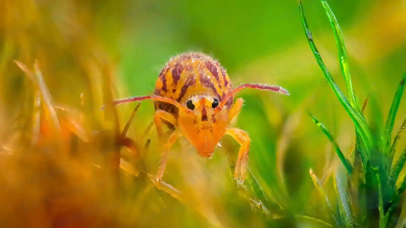 34 mejores fotografías macro de 2024 según el fotógrafo de primeros planos del año