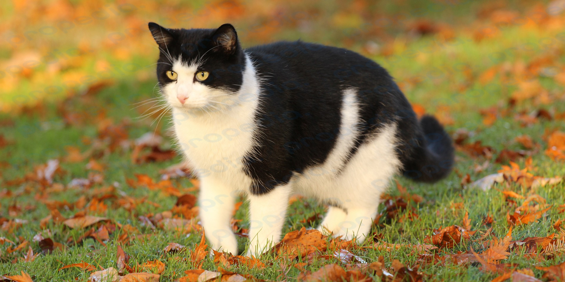 Black and white cat color
