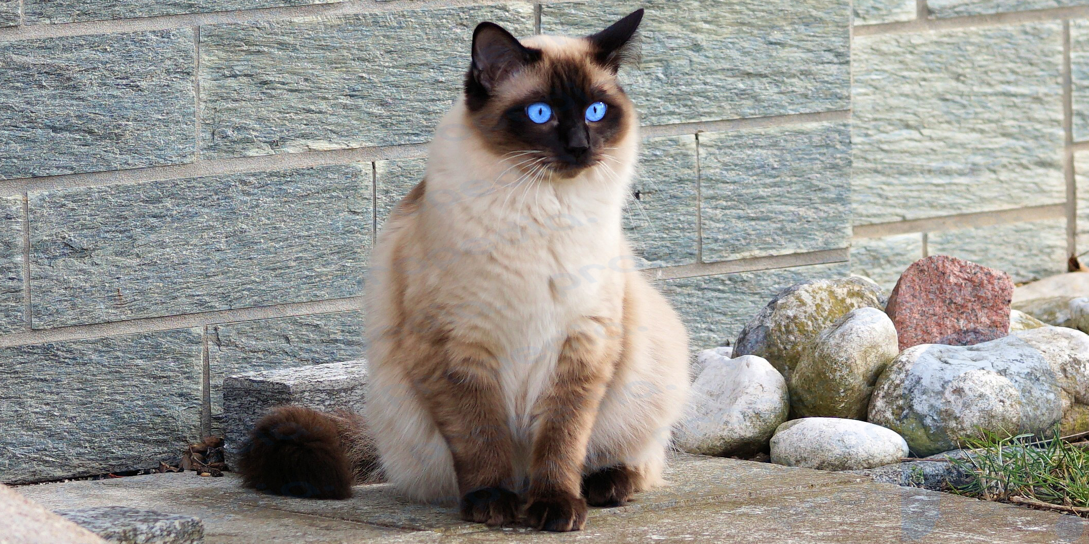 Siamese cat color