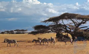 Amboseli Milli Parkı: milli park, Kenya