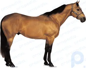 American Quarter Horse: breed of horse
