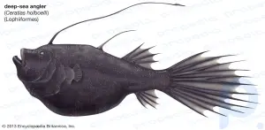 Fener balığı: balık