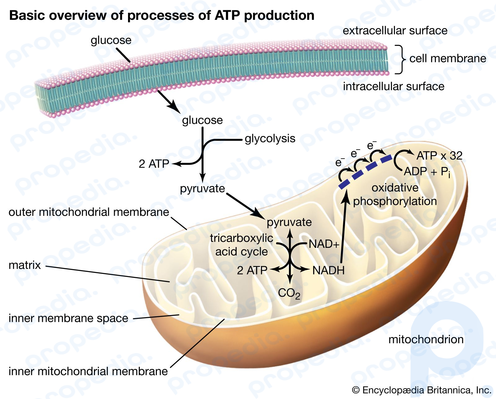 ATP ishlab chiqarish jarayonlarining asosiy ko'rinishi