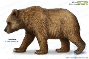 Cave bear: extinct mammal