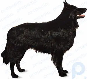 Perro pastor belga: raza de perro