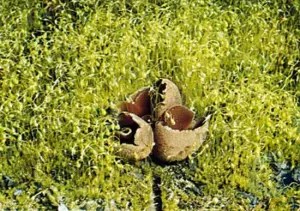 Cord moss: plant genus