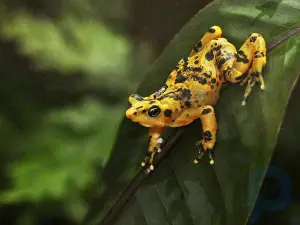 Extintos en la naturaleza pero aún existen: 5 plantas y animales mantenidos vivos por los humanos