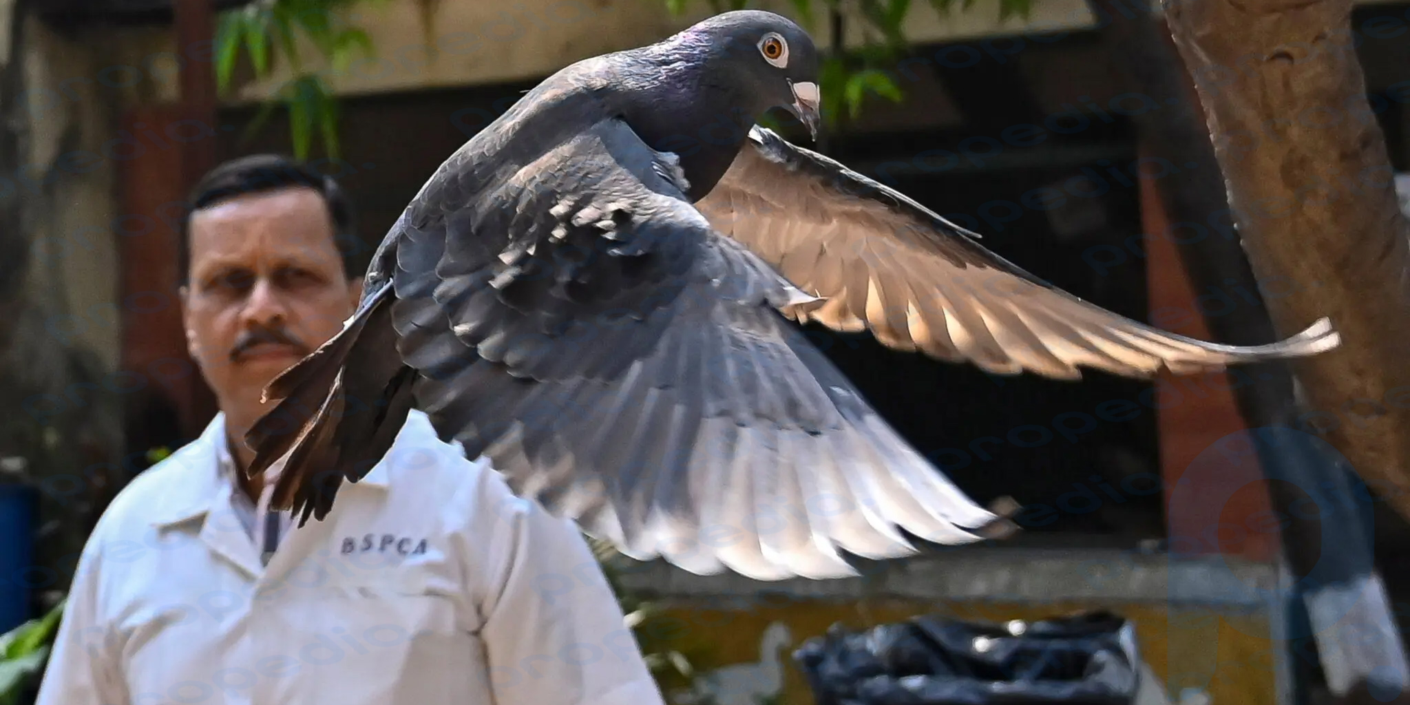 A pigeon was arrested in India.  He was accused of espionage, but was released after 8 months