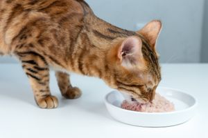 Бенгальская кошка ест влажный корм из керамической тарелки