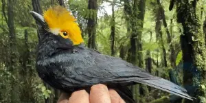 Орнитологи впервые сфотографировали птицу, которую уже считали вымершей