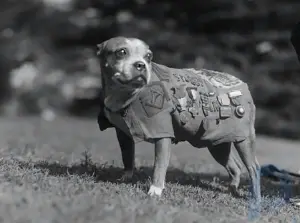 Sergeant Stubby: Hund