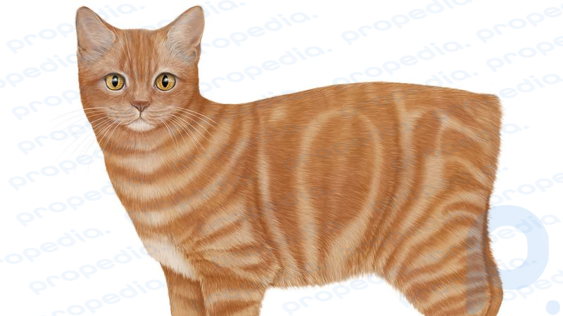 Estude uma variedade de raças exóticas de gatos de pêlo curto, do Mau Egípcio ao Bobtail Japonês