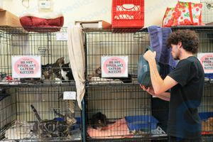 trabalhador com gatos em um abrigo de animais