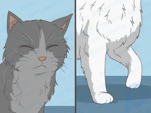 Cómo bañar a un gato de forma segura: consejos para el baño y el cuidado